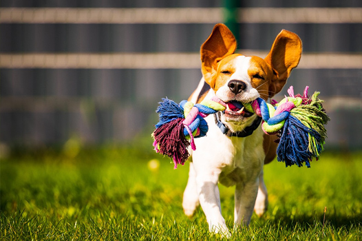 Pet Supplies